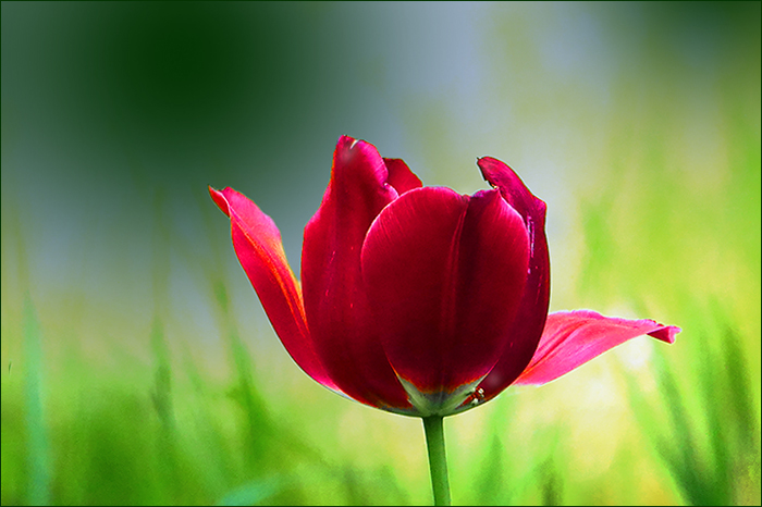 Tulpe im Mai