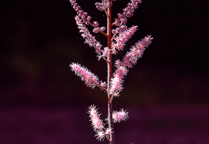 Astilbe,