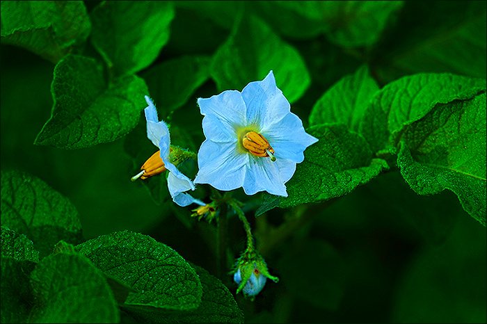 Kartoffelblüten