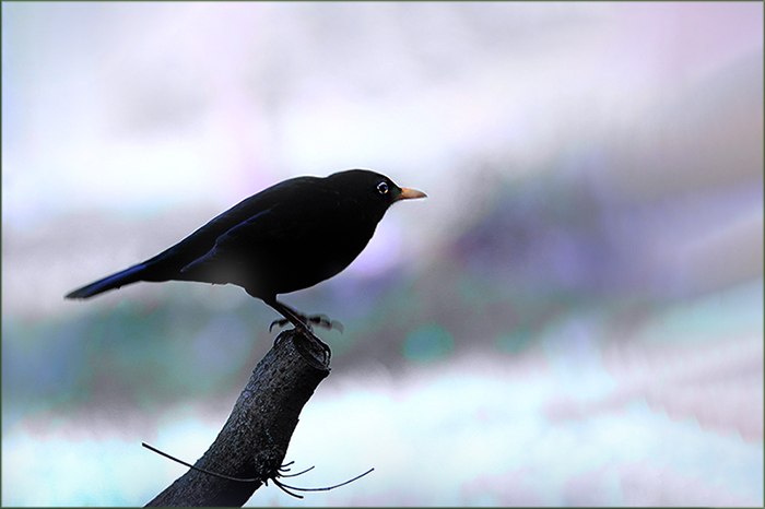 Amsel