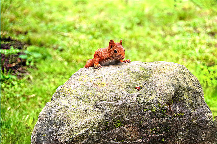 Eichhörnchen