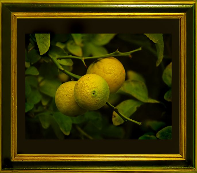 Bitterorange - Citrus aurantium