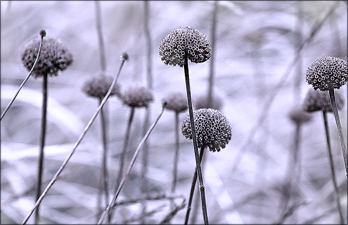 Vertrocknete Pflanzen mit Raureif