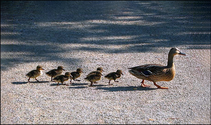 Entenfamilie