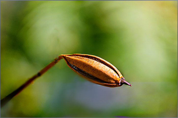Vertrocknete Samenkapsel