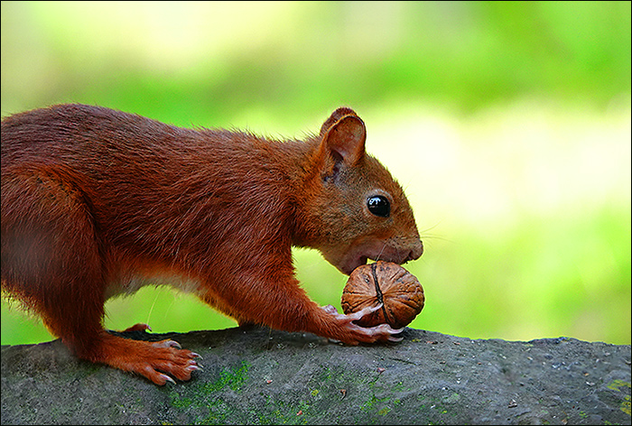 Eichhörnchen