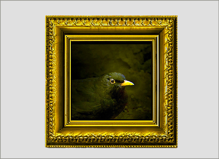 Mein Amselfoto in einem alten Rahmen