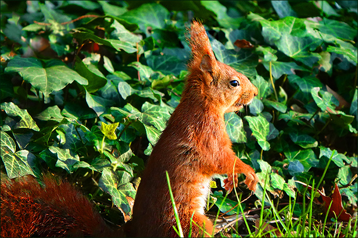 Eichhörnchen