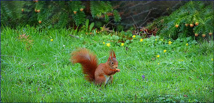 Eichhörnchen
