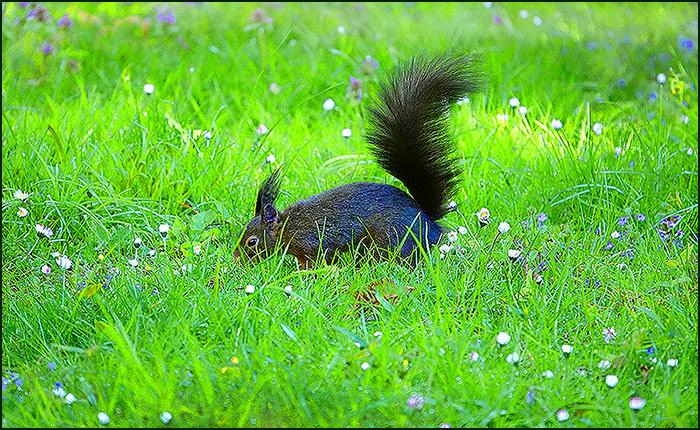 Eichhörnchen