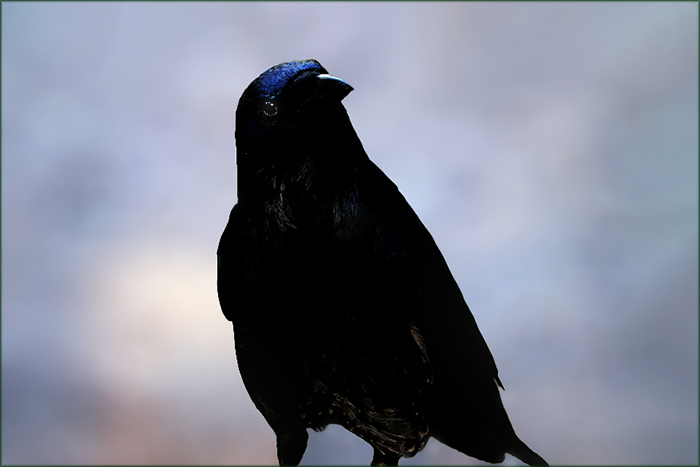 Rabe am Morgen