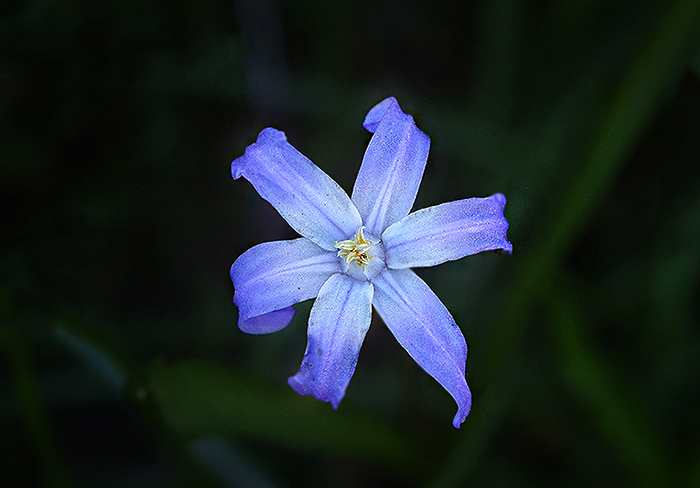 Blausternblümchen