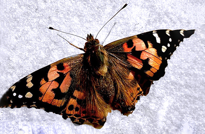 Grüße aus Ägypten