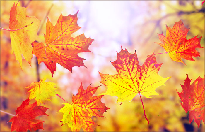 Blätter im Herbstwind