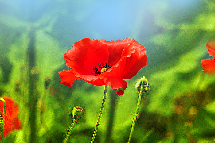 Mohn