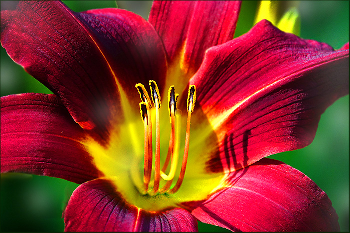 Lilie - Erinnerung an den Sommer 2025