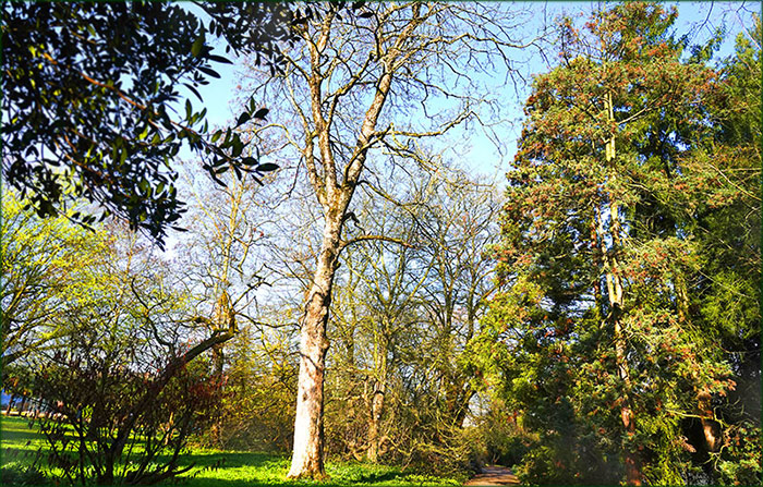 Märzsonne in den Bäumen