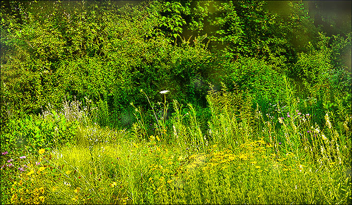 Sommerwiese