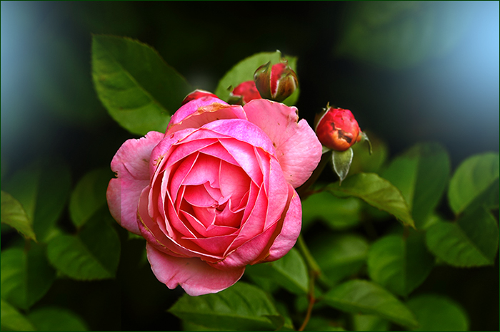 Rose