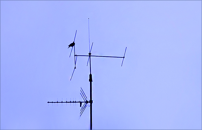 Taube auf einer Antenne