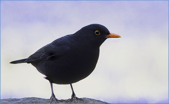 Amsel