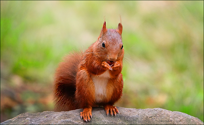 Eichhörnchen