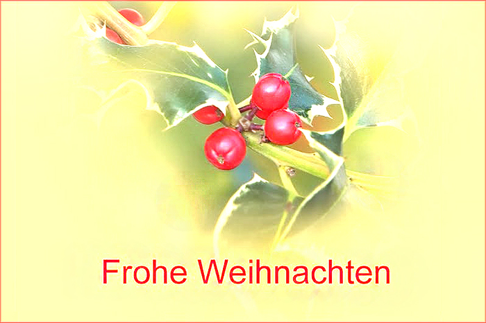 Rote Weihnachtsbeeren im Dezember