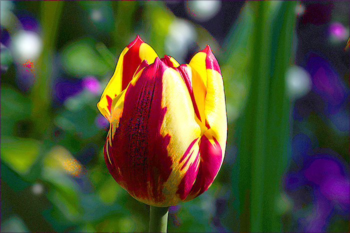 Tulpe