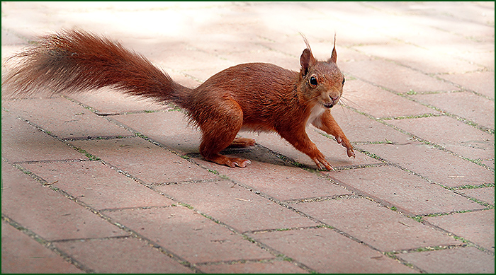 Eichhörnchen