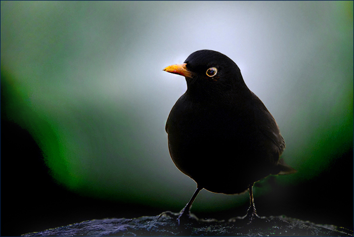 Amsel