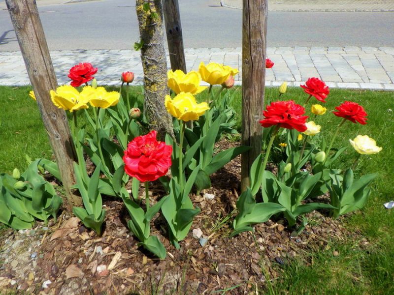 Tulpen im April