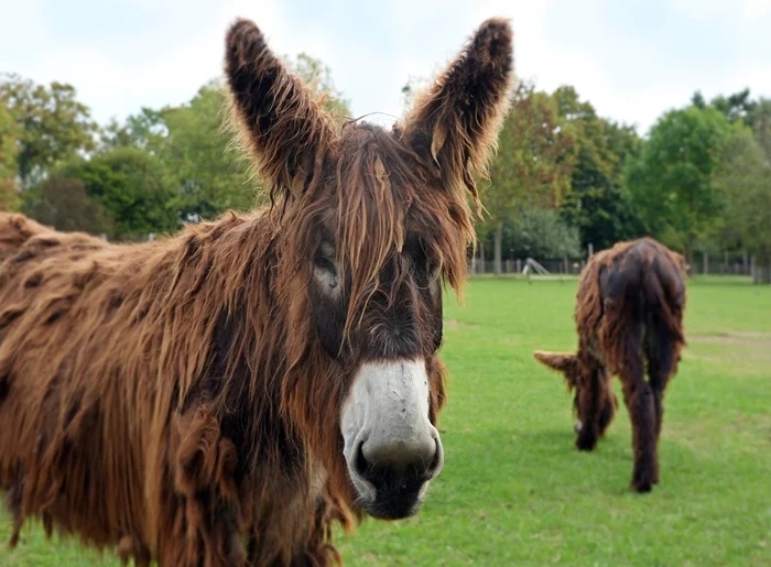 Tierpark Zottelesel