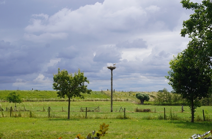 Storchennest