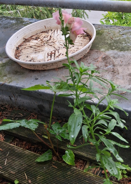 Blumentopf