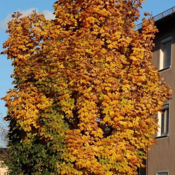 Herbstblätter im sonnenschein