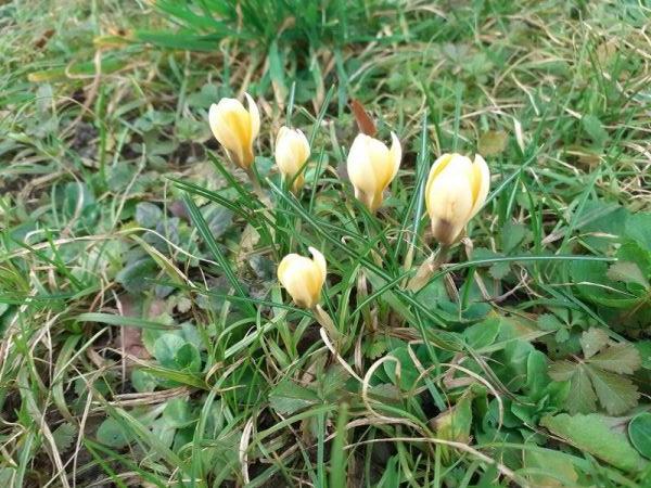 In einer wiese gesehen