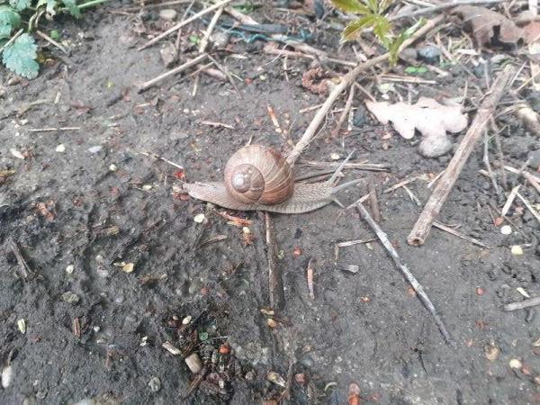 Weinbergschnecke