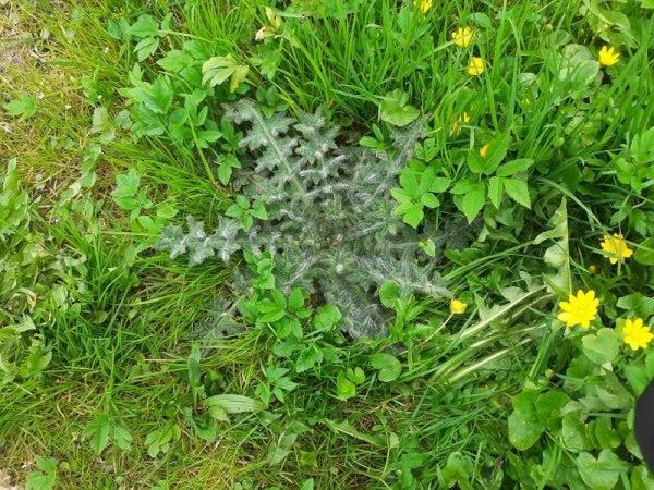 Am wegesrand gesehen