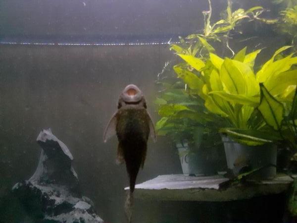 Antennenwels weibchen