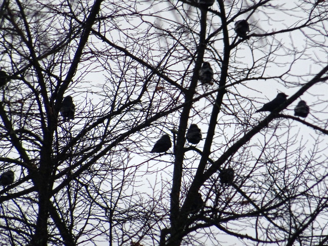 Vögel sammeln sich im Baum