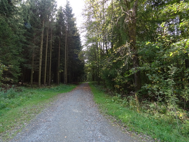 Waldweg zur Ruhrquelle