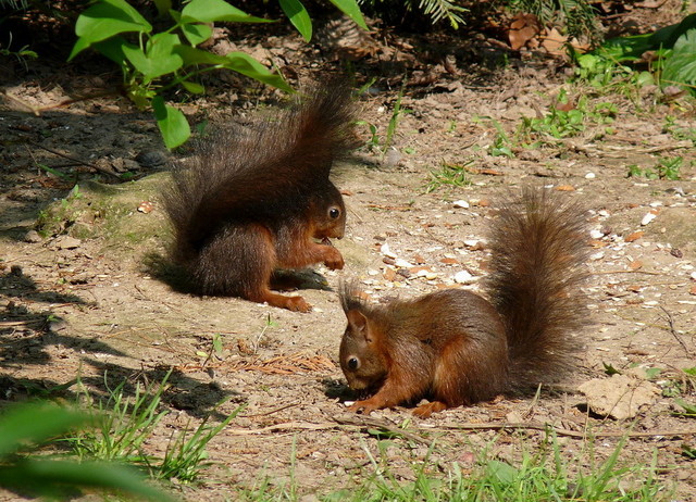 Junge Eichhörnchen (von 2017)