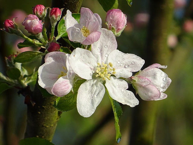 Blüten vom Apfelbaum