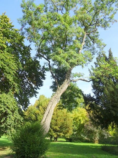 Schiefer  Baum