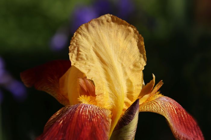 Iris