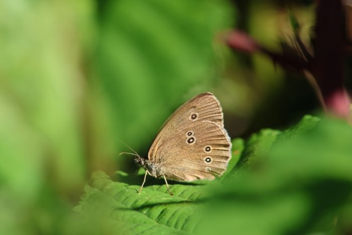 Schmetterling