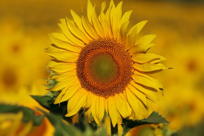 Sonnenblume