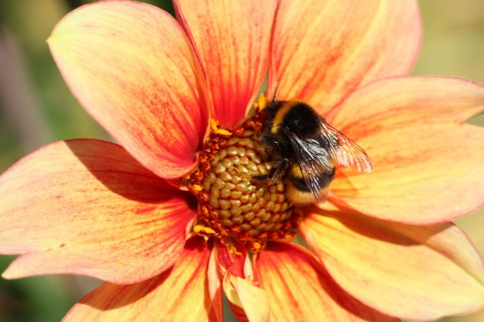 Hummel