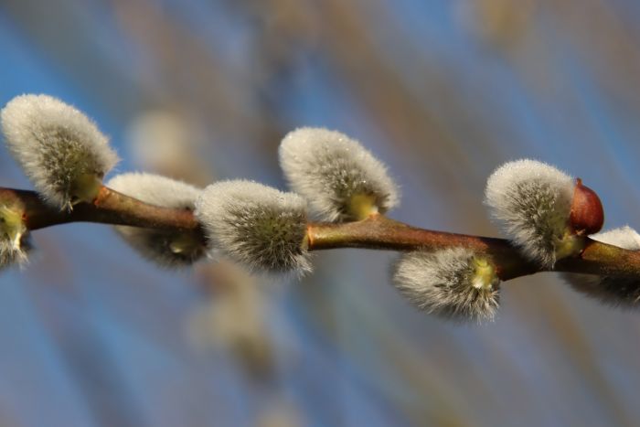 Weidenkätzchen