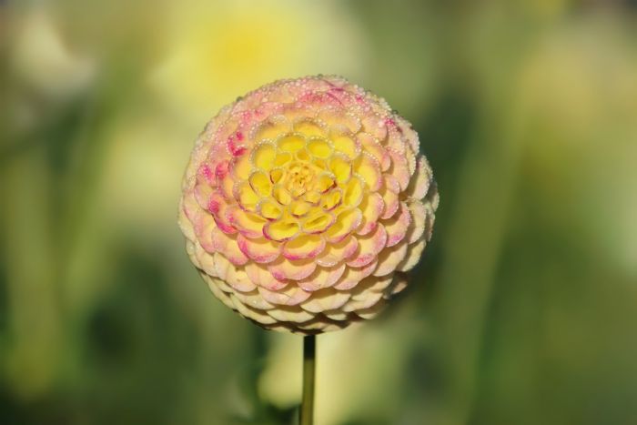 Dahlie